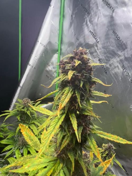 Lemon Cherry Cookies Auto