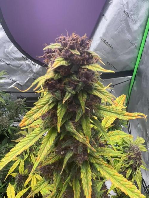 Lemon Cherry Cookies Auto