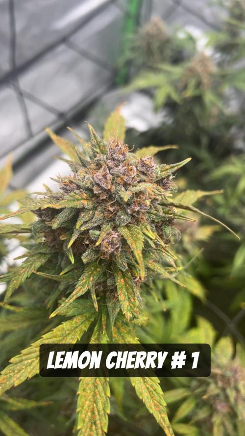 JoExotic