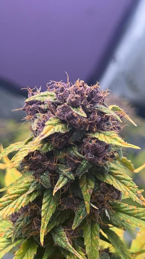 JoExotic