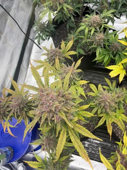 Lemon Cherry Cookies Auto
