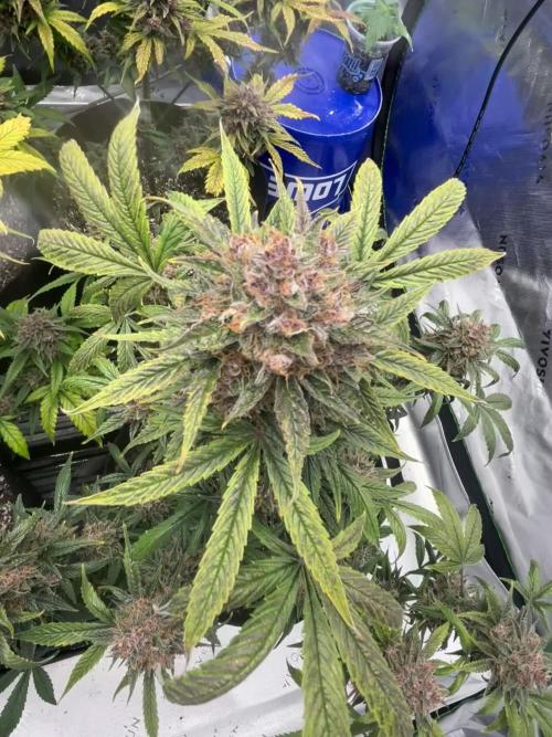 StrawBerry Gorilla