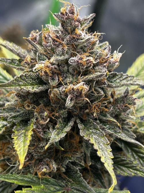 JoExotic