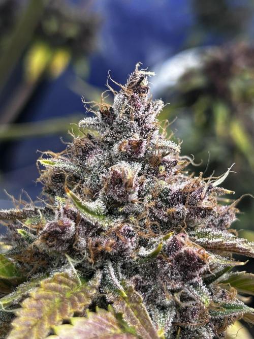 JoExotic