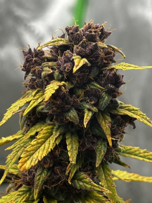 JoExotic