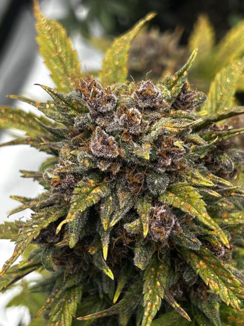 JoExotic