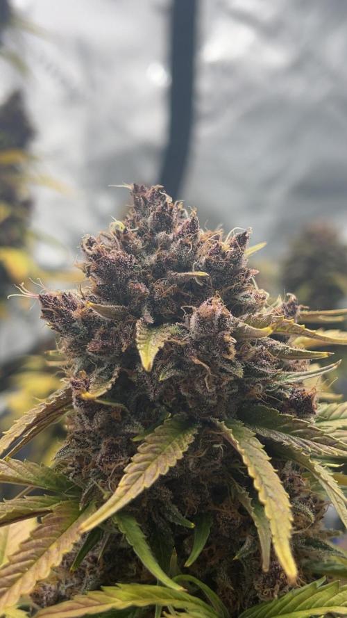 JoExotic
