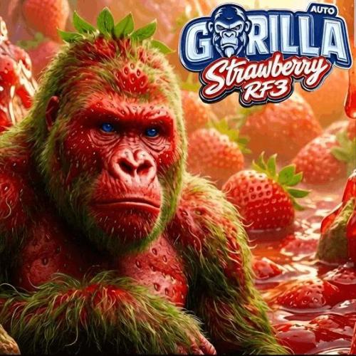 StrawBerry Gorilla RF3. Week 0