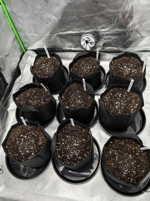 Apple Strudel Auto. Week 1