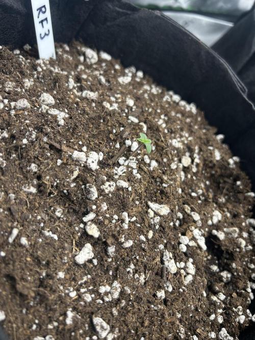StrawBerry Gorilla RF3. Week 2