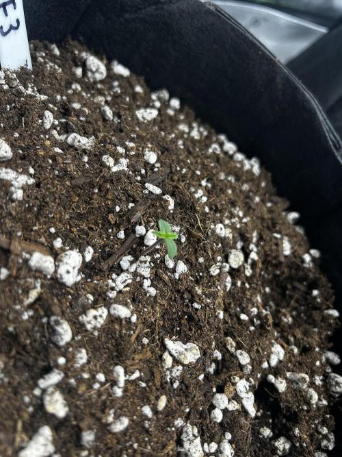 StrawBerry Gorilla RF3. Week 2