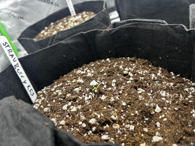 StrawBerry Gorilla RF3. Week 2