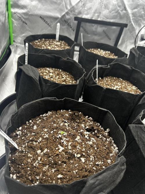 StrawBerry Gorilla RF3. Week 2