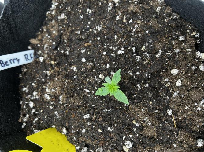 StrawBerry Gorilla RF3. Week 2