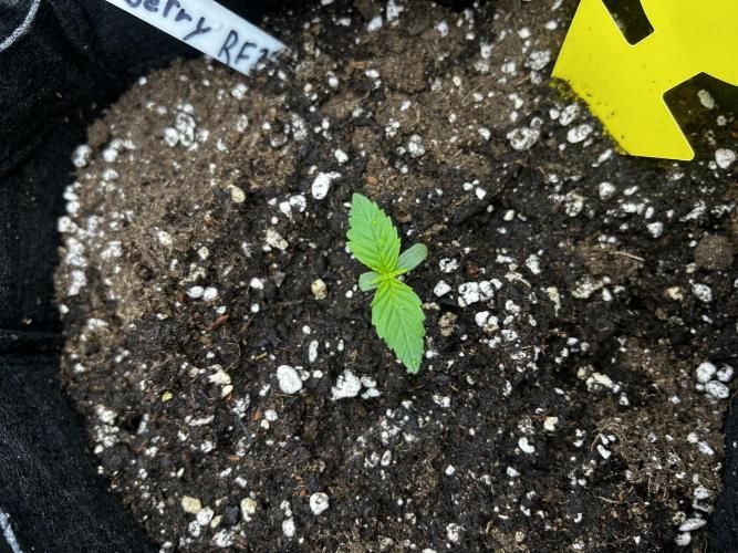 StrawBerry Gorilla RF3. Week 2