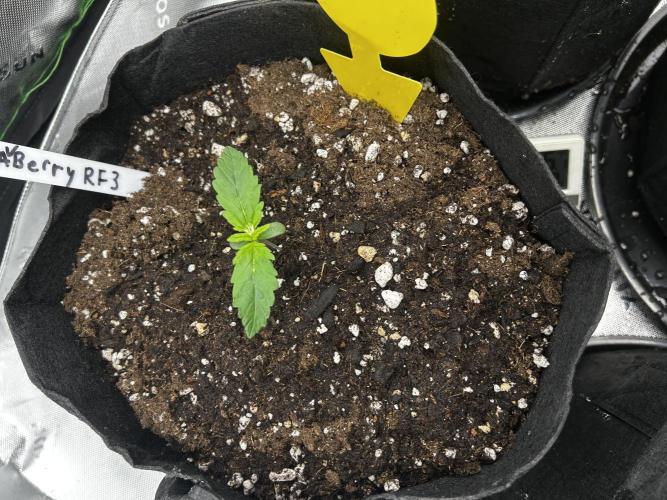 StrawBerry Gorilla RF3. Week 2