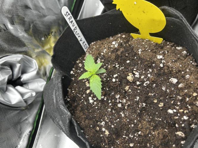 StrawBerry Gorilla RF3. Week 2