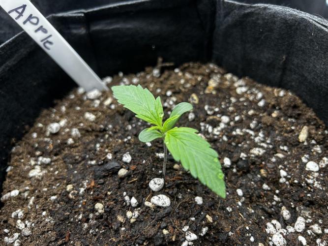 Apple Strudel Auto. Week 2