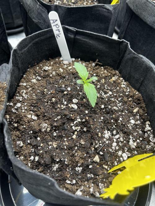 Apple Strudel Auto. Week 2
