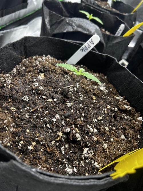 Apple Strudel Auto. Week 2