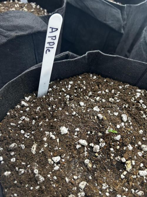 Apple Strudel Auto. Week 1