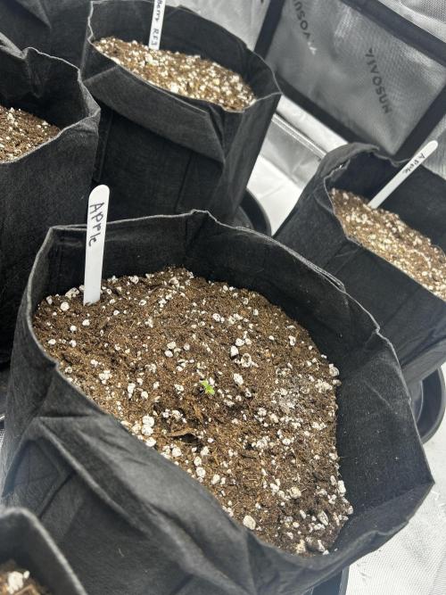 Apple Strudel Auto. Week 1