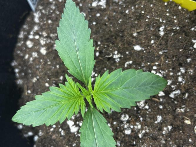StrawBerry Gorilla RF3. Week 3