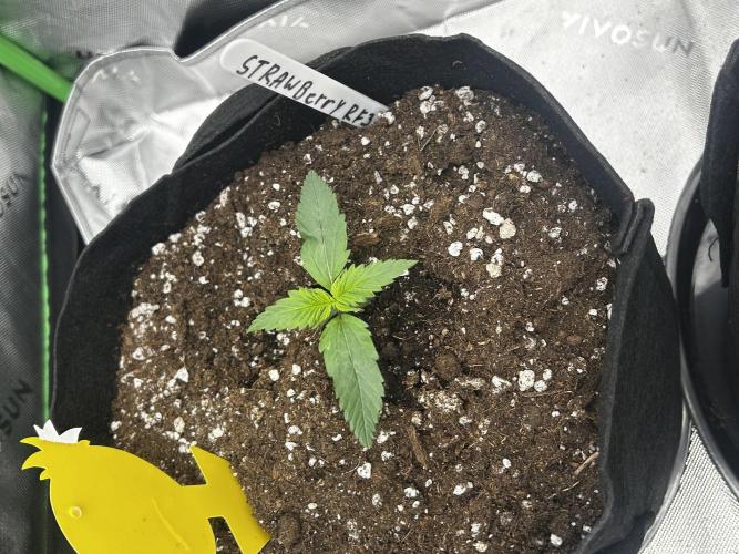 StrawBerry Gorilla RF3. Week 3