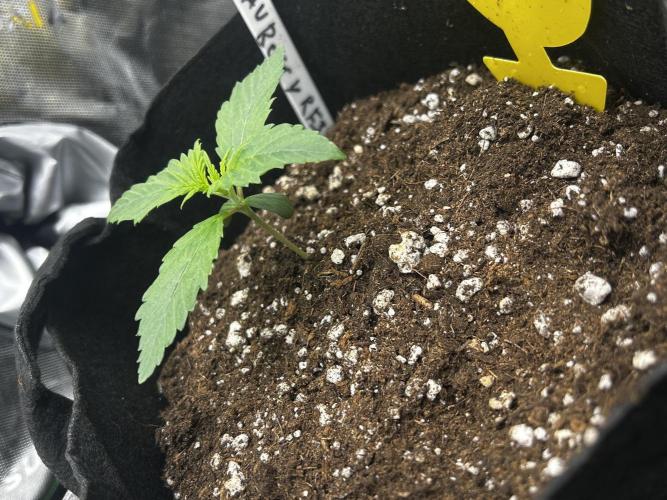 StrawBerry Gorilla RF3. Week 3
