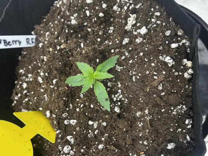 StrawBerry Gorilla RF3. Week 3