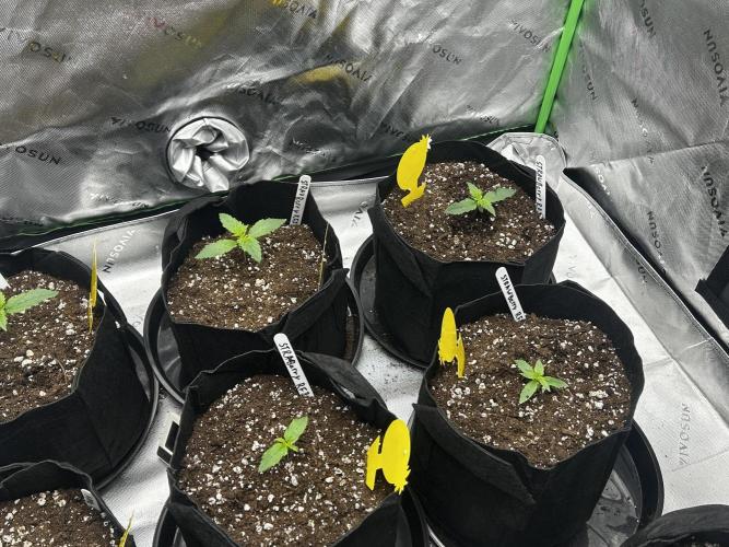 StrawBerry Gorilla RF3. Week 3