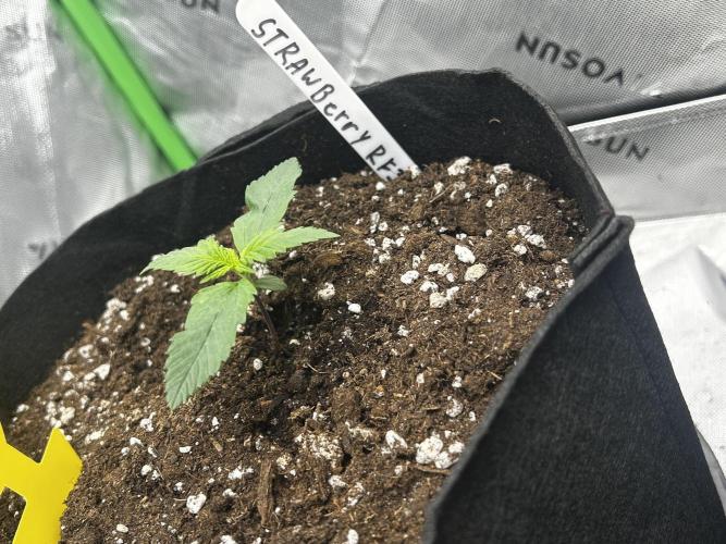 StrawBerry Gorilla RF3. Week 3