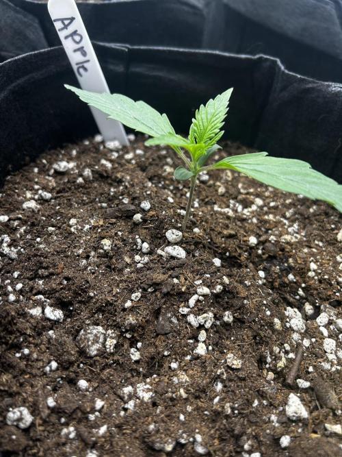 Apple Strudel Auto. Week 3