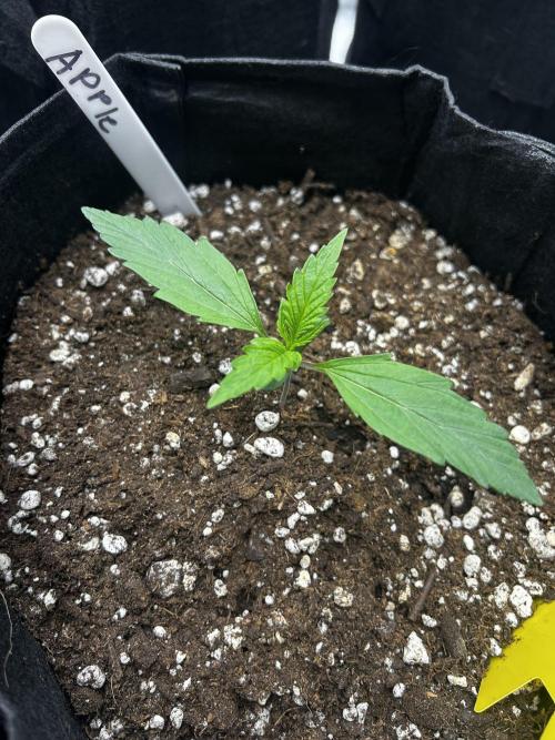 Apple Strudel Auto. Week 3