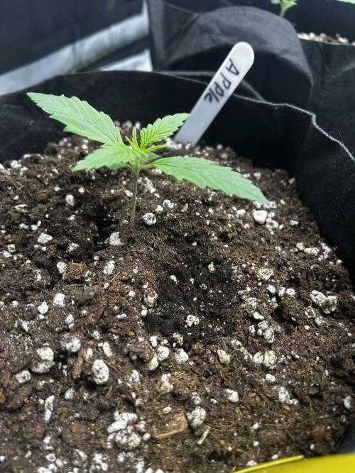 Apple Strudel Auto. Week 3
