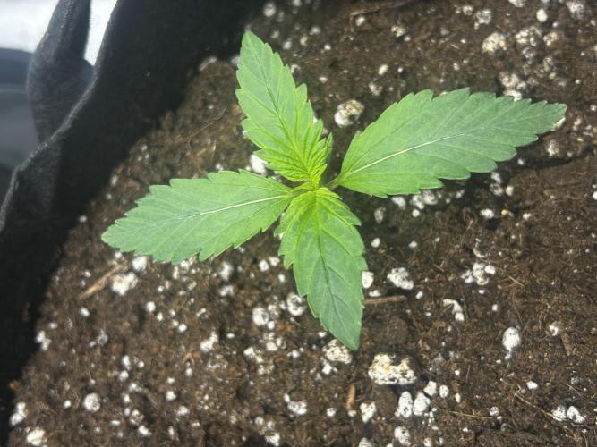 Apple Strudel Auto. Week 3