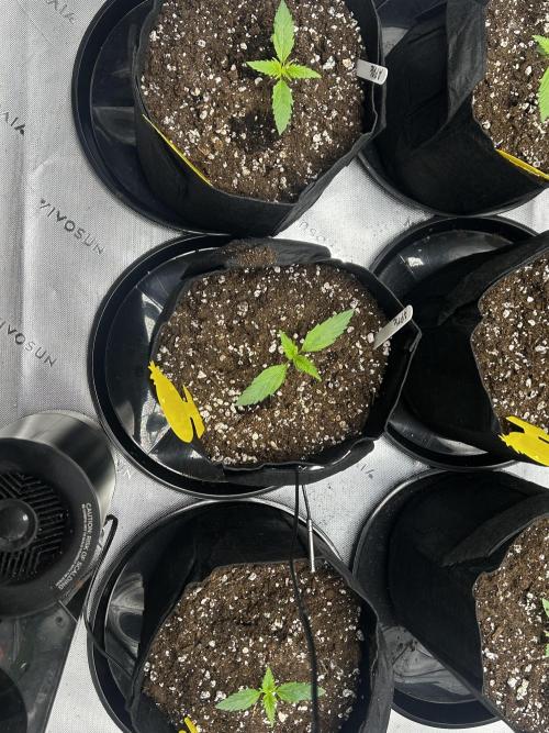 Apple Strudel Auto. Week 3