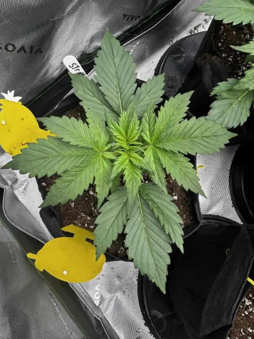 StrawBerry Gorilla RF3. Week 4