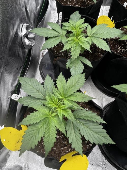 StrawBerry Gorilla RF3. Week 4