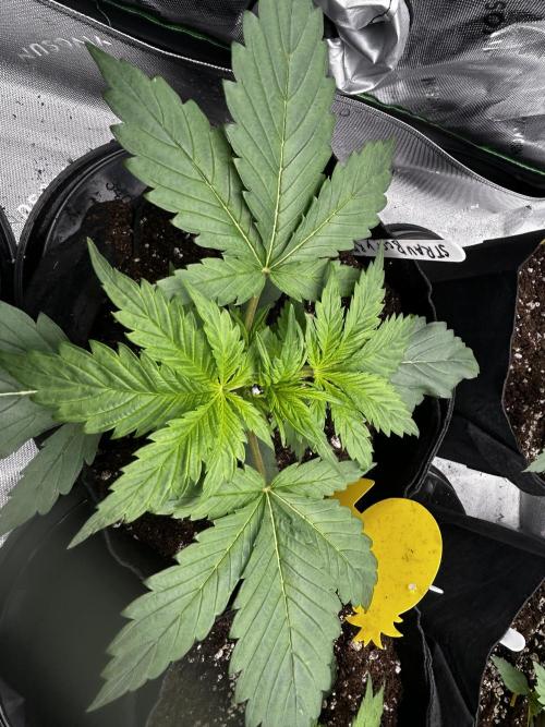 StrawBerry Gorilla RF3. Week 4