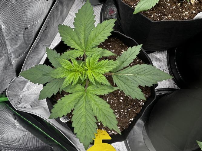 StrawBerry Gorilla RF3. Week 4