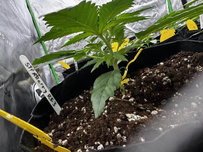 StrawBerry Gorilla RF3. Week 4