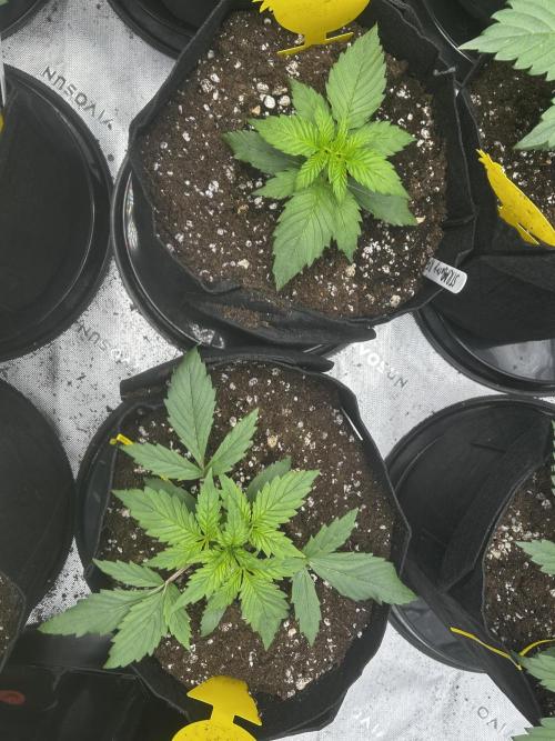 StrawBerry Gorilla RF3. Week 4