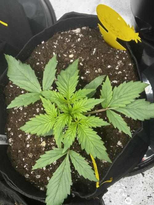 StrawBerry Gorilla RF3. Week 4