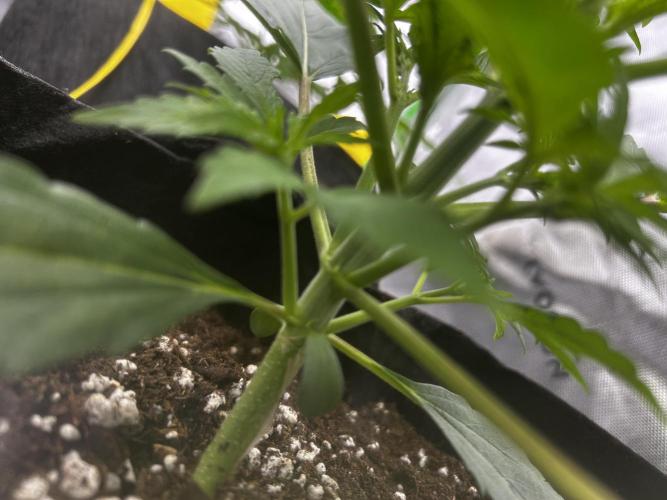 StrawBerry Gorilla RF3. Week 4