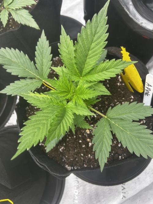 Apple Strudel Auto. Week 4