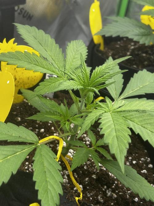 Apple Strudel Auto. Week 4