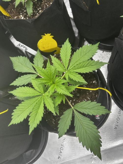 Apple Strudel Auto. Week 4