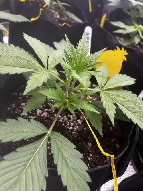 Apple Strudel Auto. Week 4