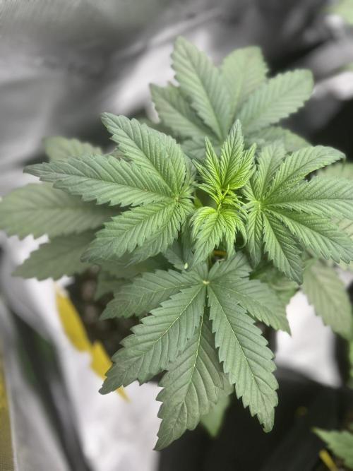 StrawBerry Gorilla RF3. Week 5